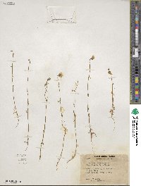 Gilia achilleifolia subsp. multicaulis image