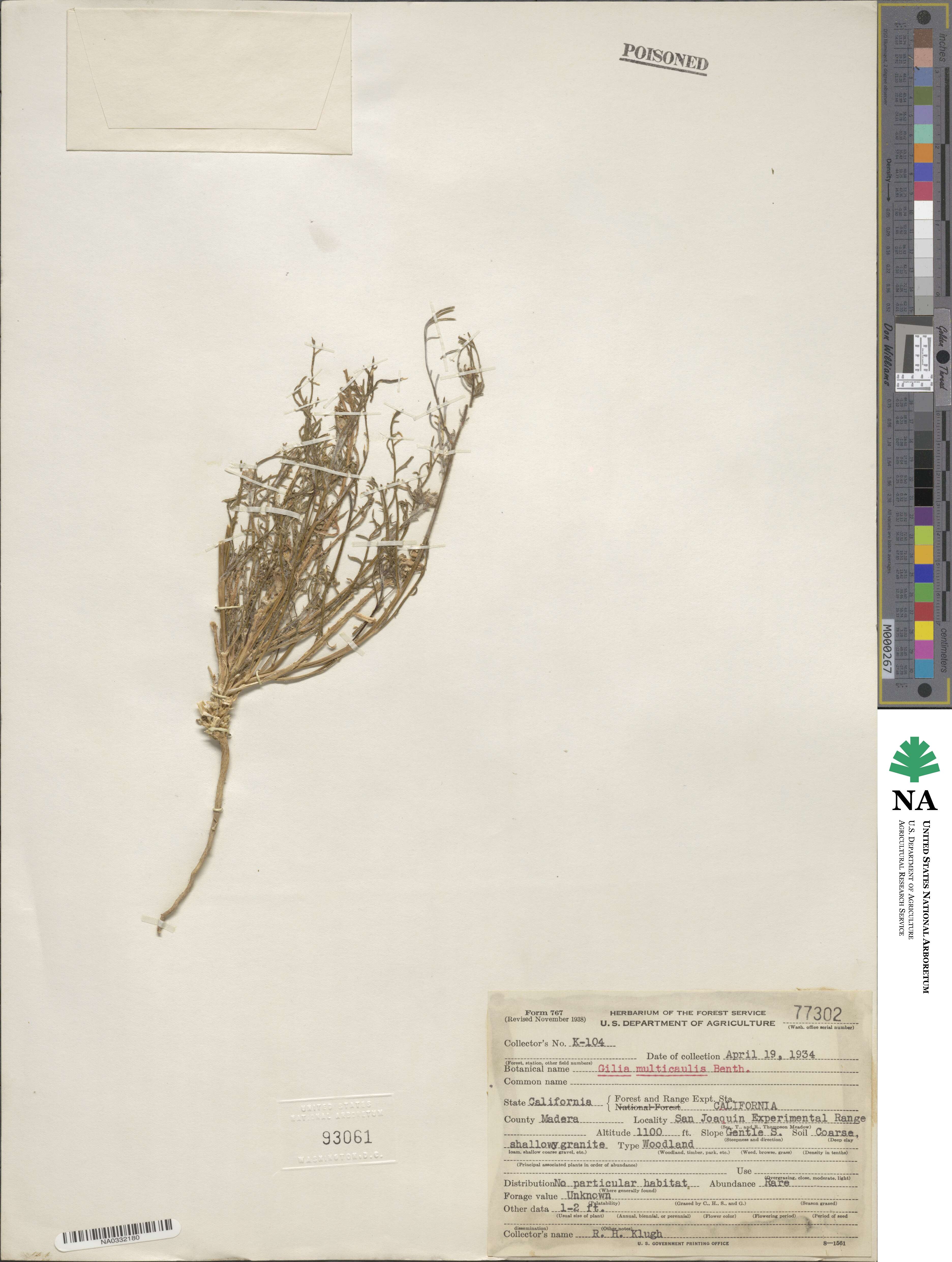 Gilia achilleifolia subsp. multicaulis image