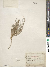 Gilia achilleifolia subsp. multicaulis image