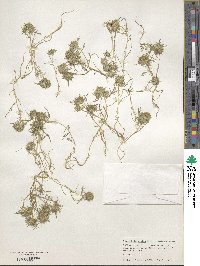 Navarretia leucocephala subsp. minima image