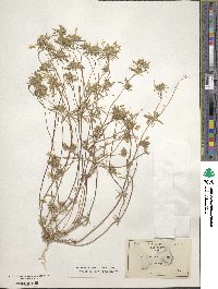 Leptosiphon parviflorus image