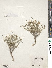 Giliastrum acerosum image