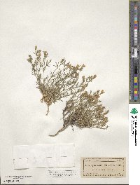 Giliastrum acerosum image