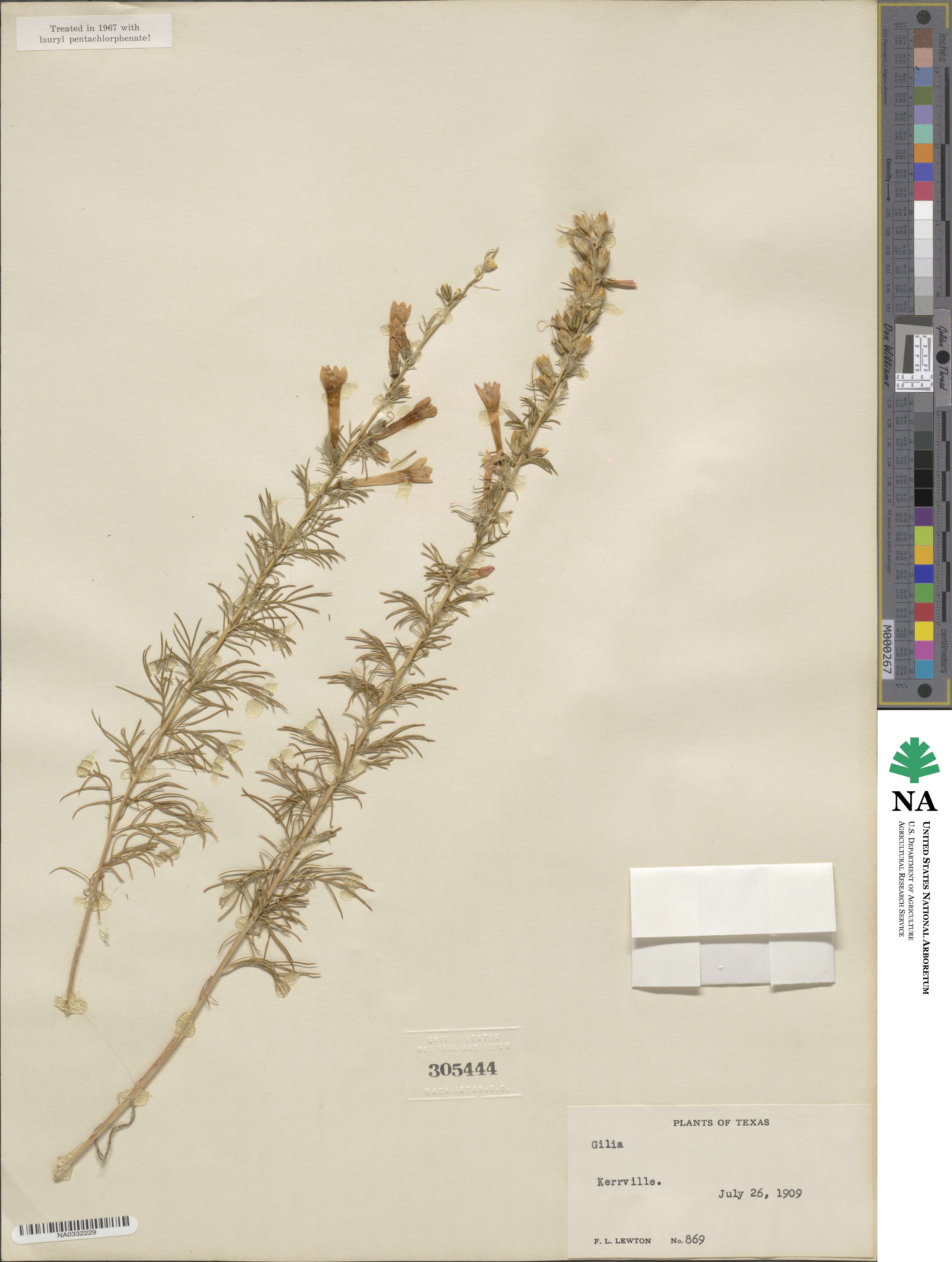Ipomopsis rubra image