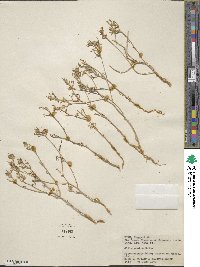 Ipomopsis pumila image