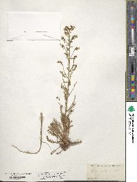 Aliciella pinnatifida image