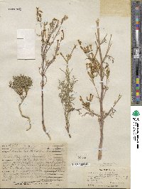 Ipomopsis tenuituba subsp. tenuituba image