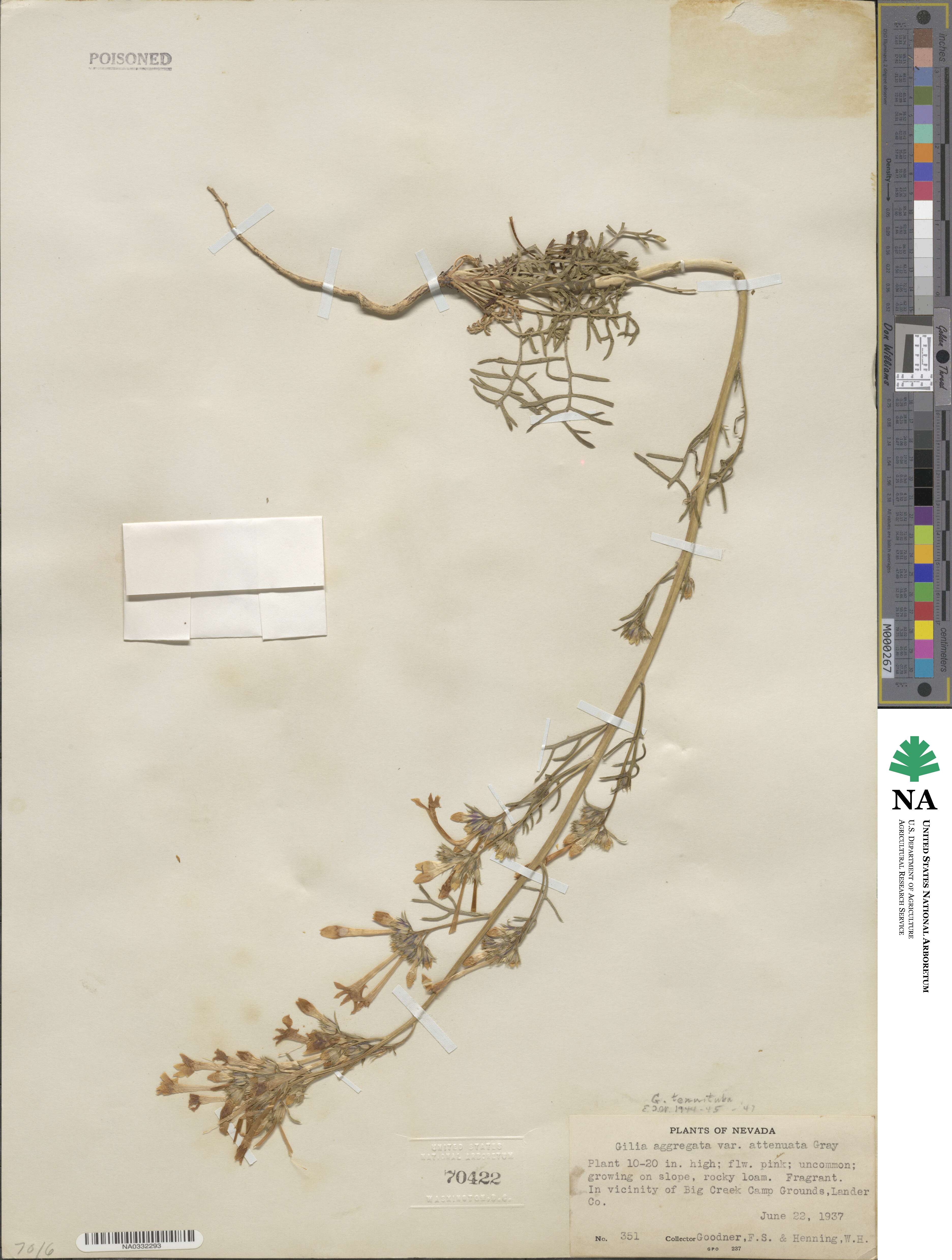 Ipomopsis tenuituba image