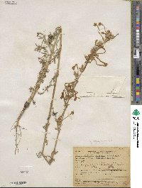 Ipomopsis tenuituba subsp. tenuituba image