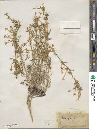 Ipomopsis tenuituba subsp. tenuituba image