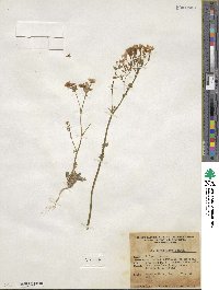 Gilia tenuiflora image