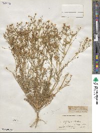 Gilia tenuiflora image