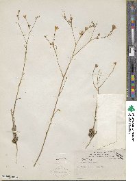 Gilia tenuiflora image