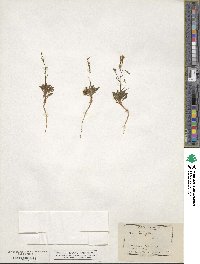 Gilia tenuiflora image