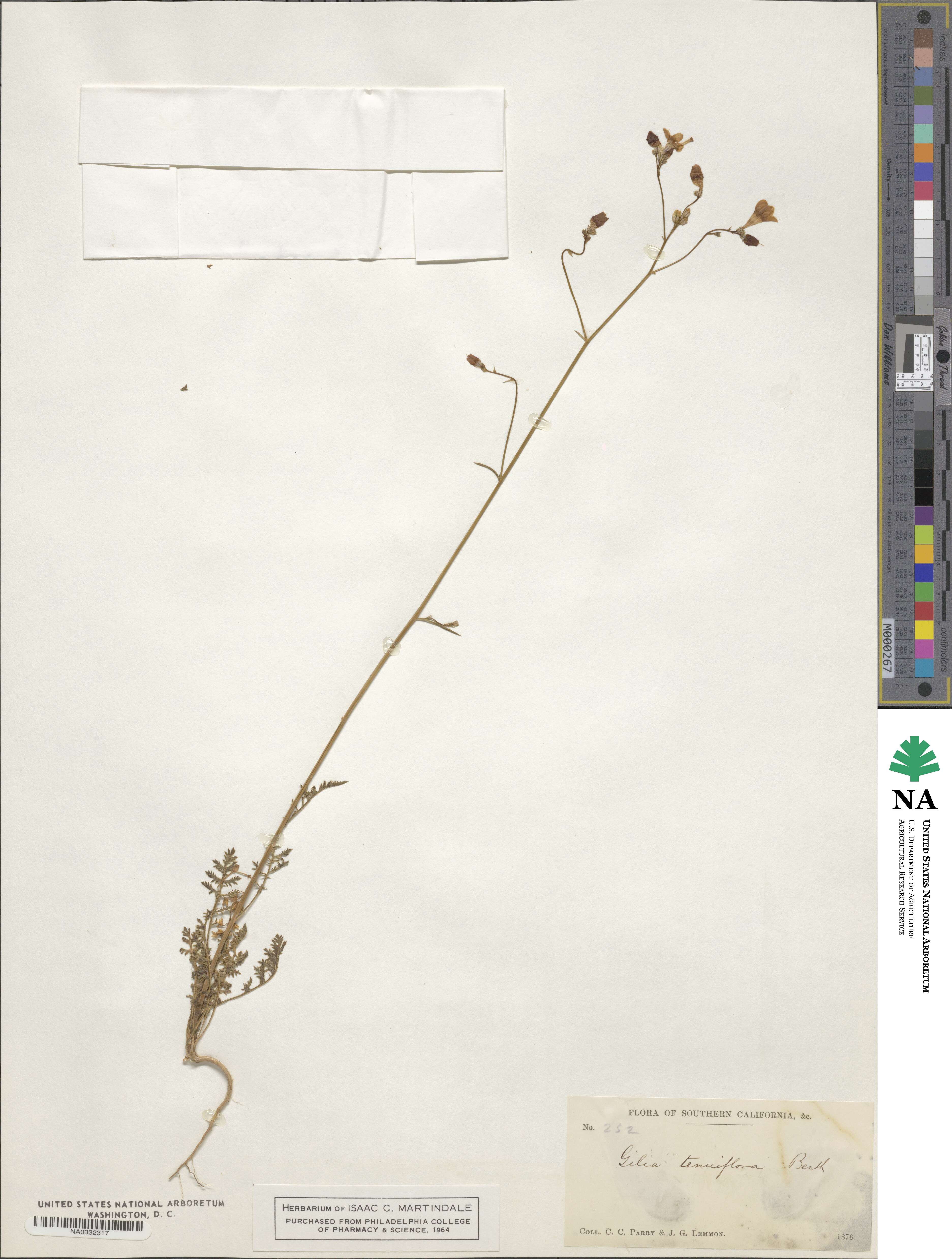 Gilia tenuiflora image