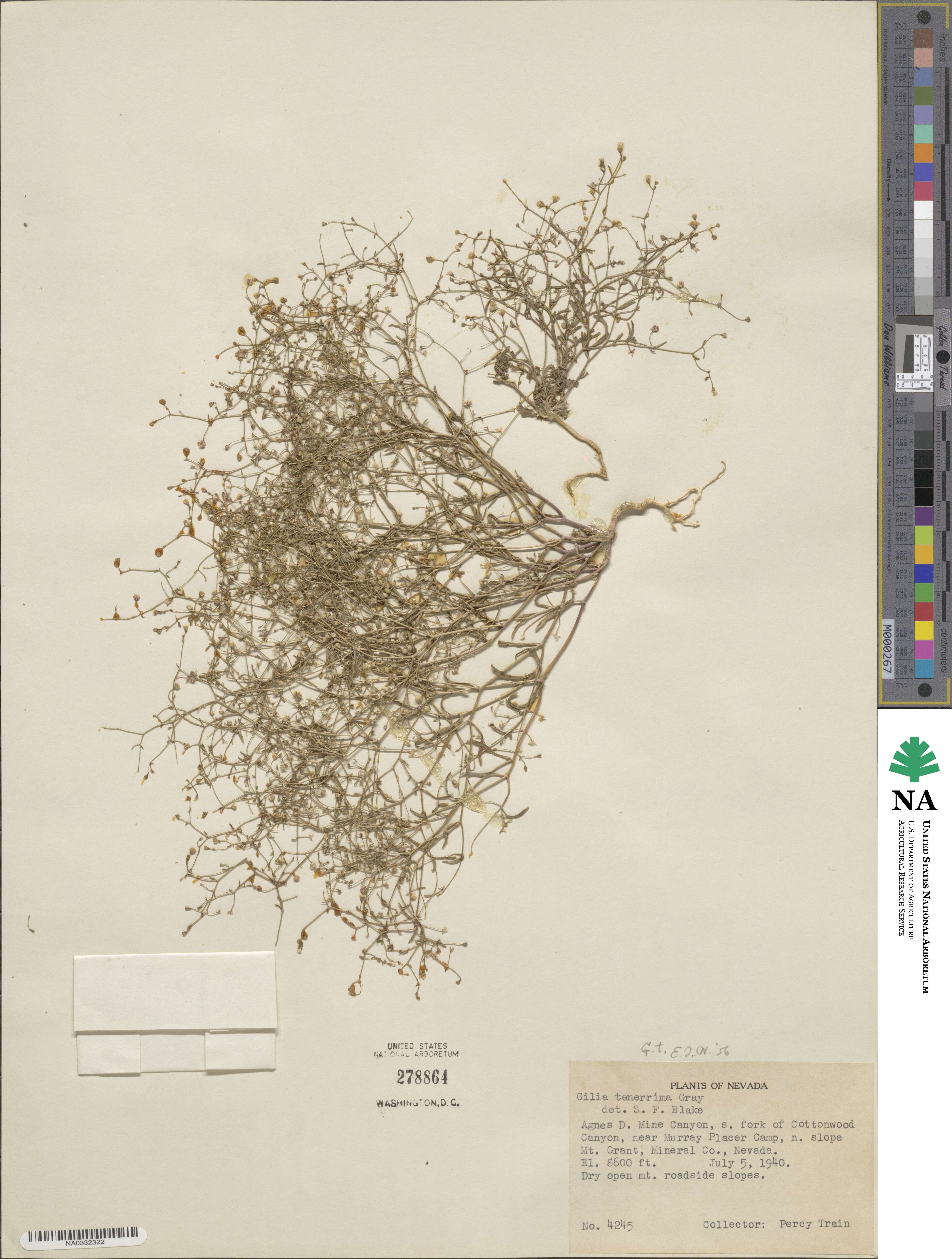 Lathrocasis tenerrima image