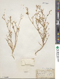 Gilia stellata image