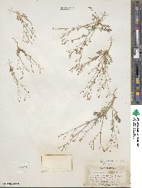 Gilia stellata image