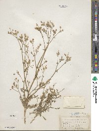 Gilia stellata image