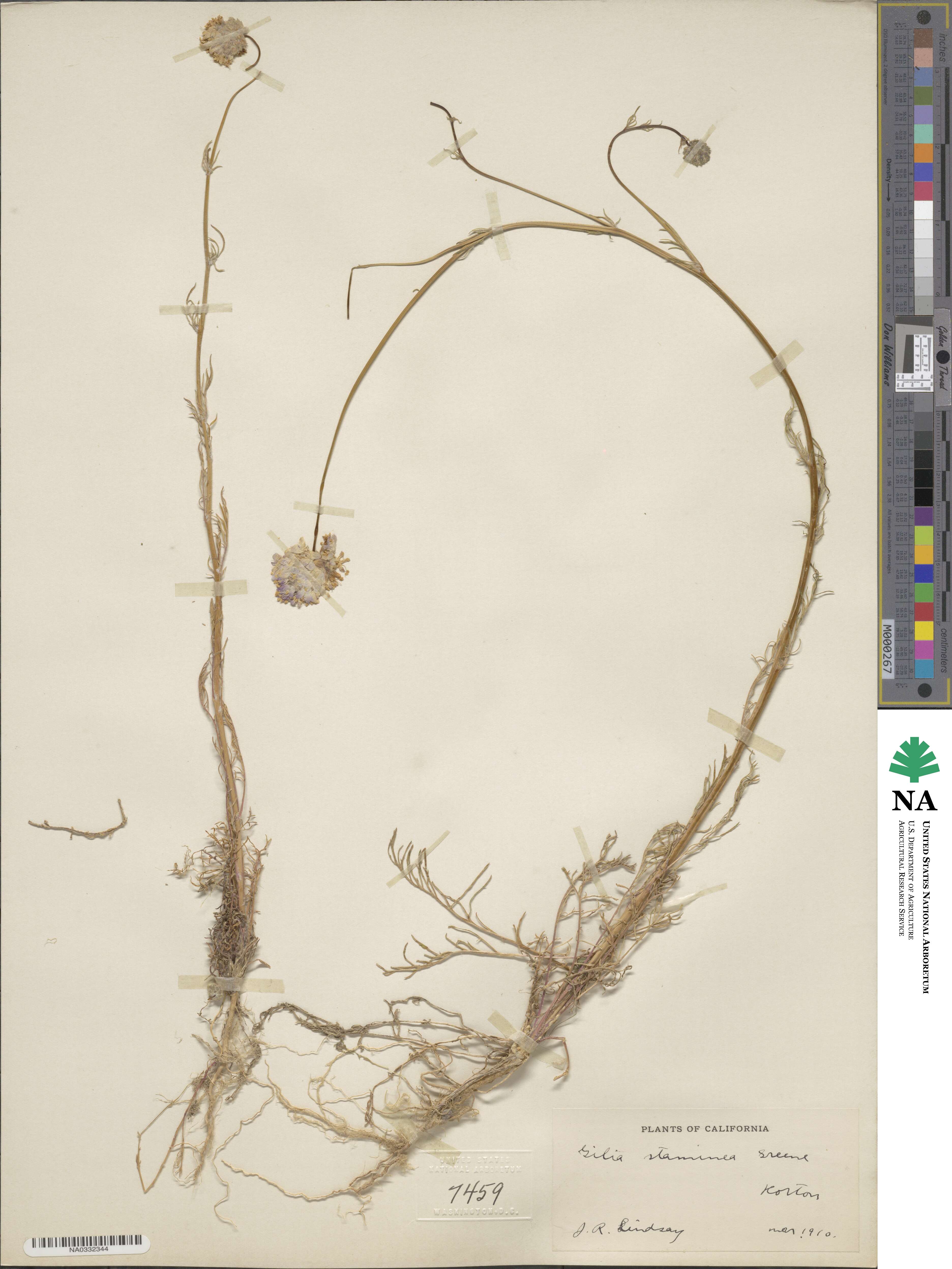 Gilia capitata subsp. staminea image