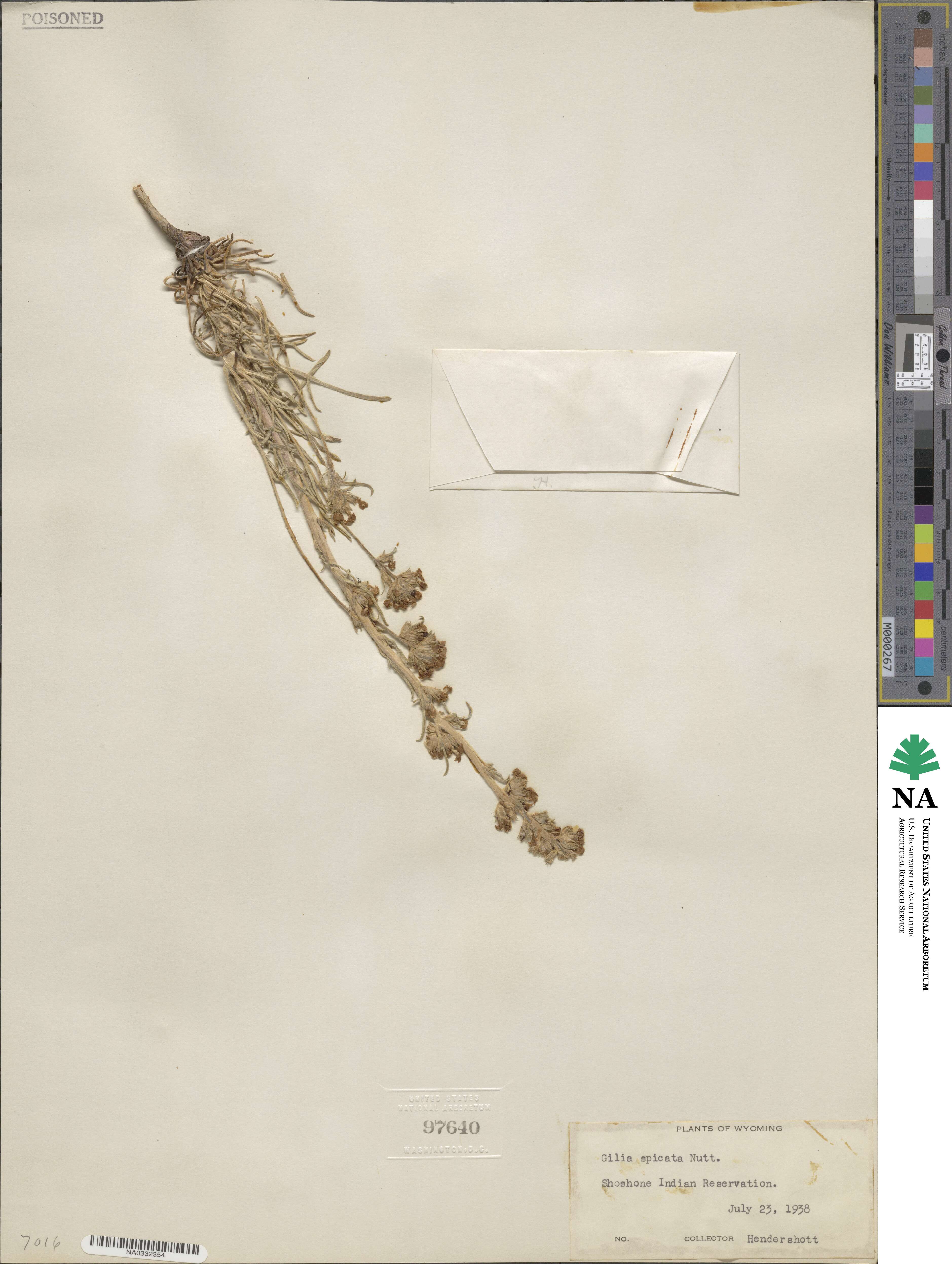 Ipomopsis spicata subsp. spicata image