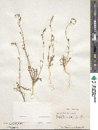 Gilia sinuata image