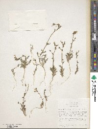 Gilia sinuata image