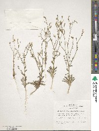 Gilia sinuata image