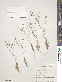 Gilia sinuata image