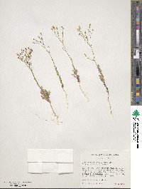 Gilia sinuata image