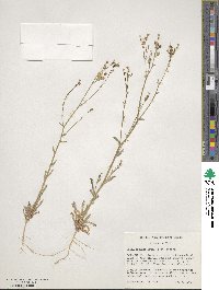 Gilia sinuata image