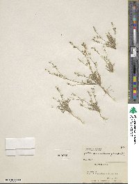 Gilia sinuata image