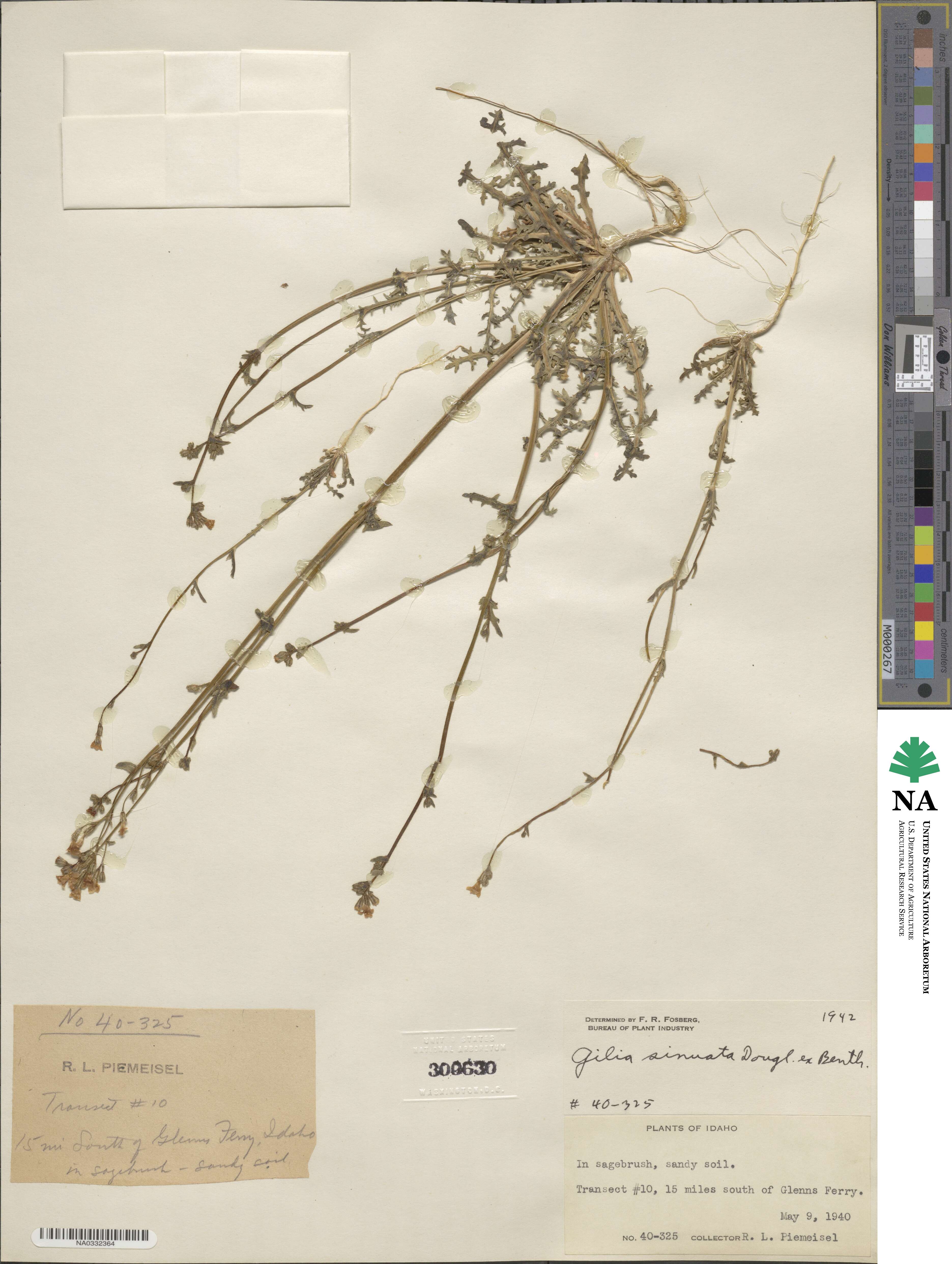 Gilia sinuata image