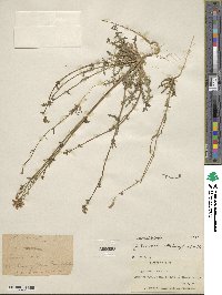 Gilia sinuata image