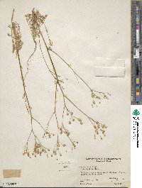 Gilia sinuata image