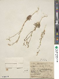 Gilia sinuata image