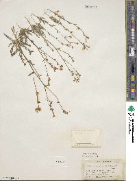 Gilia sinuata image