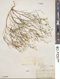 Gilia sinuata image