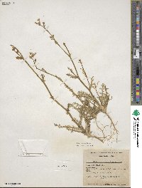 Gilia sinuata image