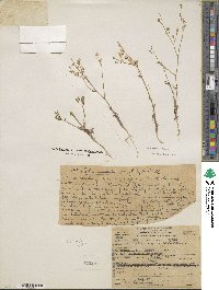 Gilia sinuata image