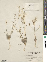 Gilia scopulorum image