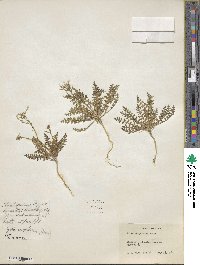 Gilia scopulorum image