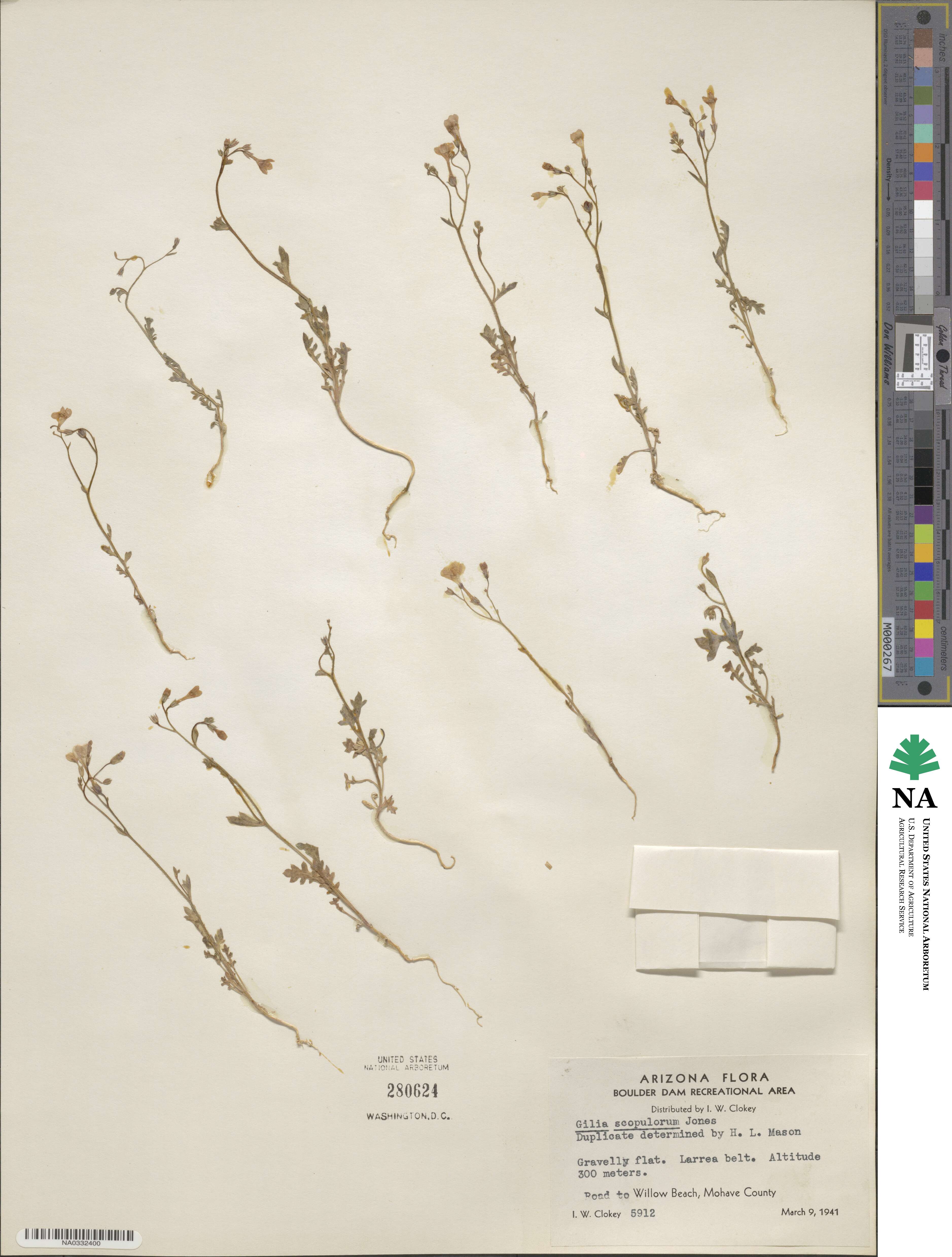 Gilia scopulorum image