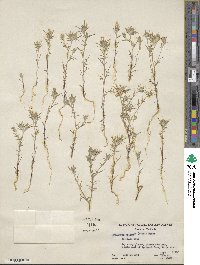 Eriastrum wilcoxii image