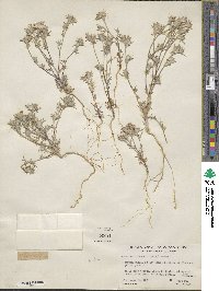 Eriastrum wilcoxii image