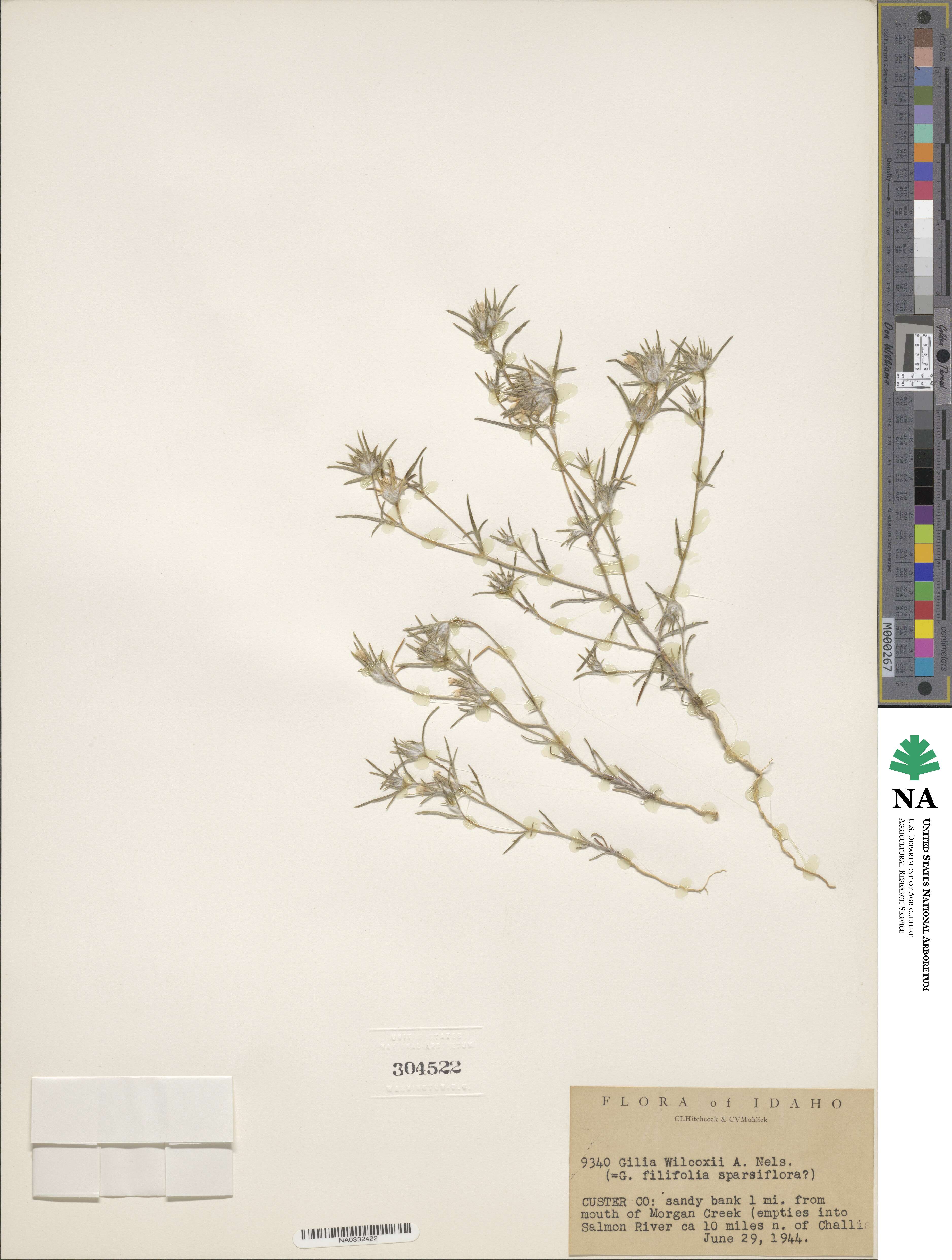 Eriastrum wilcoxii image