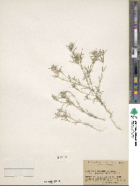 Eriastrum wilcoxii image