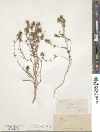 Navarretia viscidula subsp. viscidula image