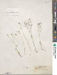 Gilia tricolor image