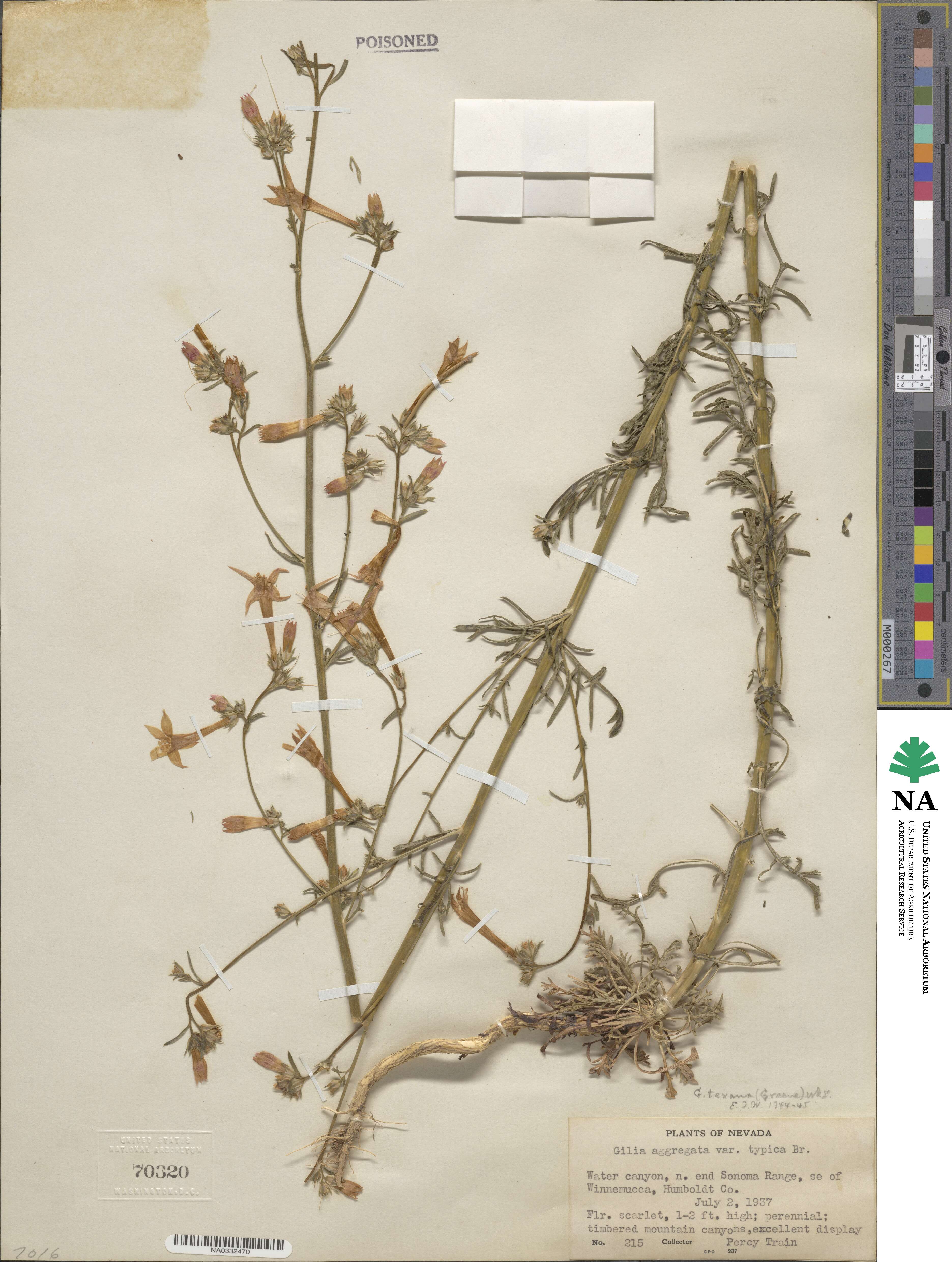 Ipomopsis aggregata subsp. formosissima image
